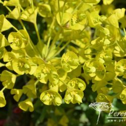 Euphorbia characias subsp wulfenii