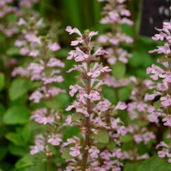 Ajuga reptans Rosea