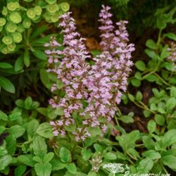 Ajuga reptans Rosea