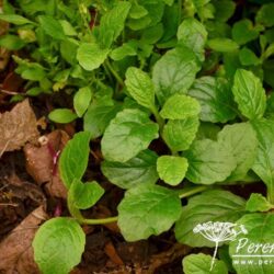 Ajuga reptans Rosea