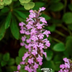 Ajuga reptans Rosea