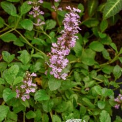 Ajuga reptans Rosea