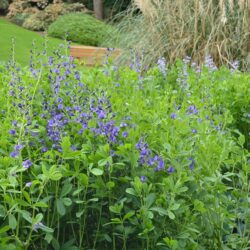 Baptisia australis