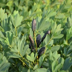 Baptisia australis plody