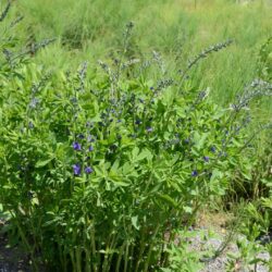 Baptisia australis