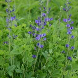 Baptisia australis