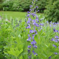 Baptisia australis