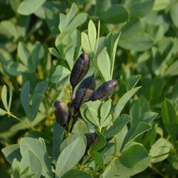 Baptisia australis plody