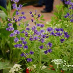 Baptisia australis