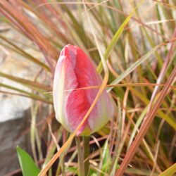 Tulipa Flaming Purissima