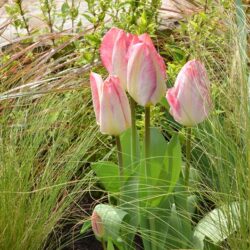 Tulipa Flaming Purissima