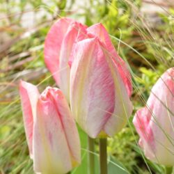 Tulipa Flaming Purissima