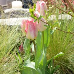 Tulipa Flaming Purissima