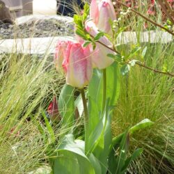 Tulipa Flaming Purissima