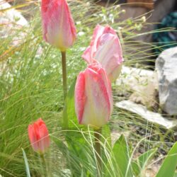 Tulipa Flaming Purissima