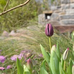 Tulipa Queen of Night