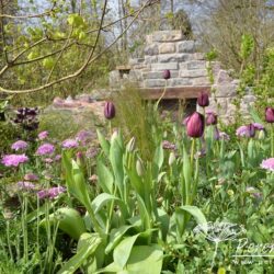 Tulipa Queen of Night