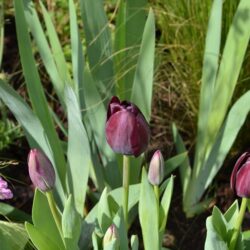 Tulipa Queen of Night