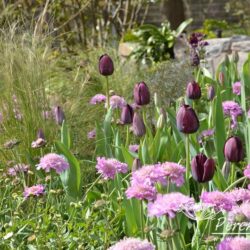 Tulipa Queen of Night