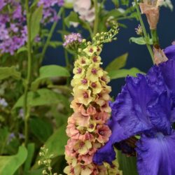 Verbascum Apricot Sunset