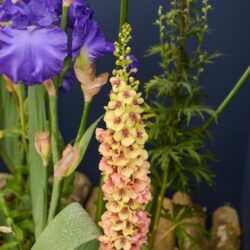 Verbascum Apricot Sunset