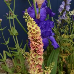 Verbascum Apricot Sunset