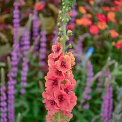 Verbascum Firadance