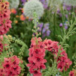 Verbascum Firadance