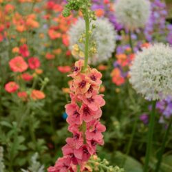 Verbascum Firadance