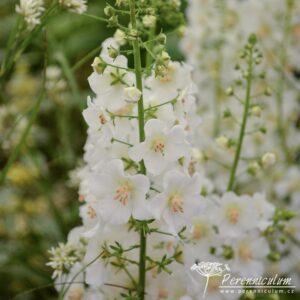 Verbascum phoeniceum Flush of White