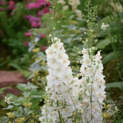 Verbascum phoeniceum Flush of White