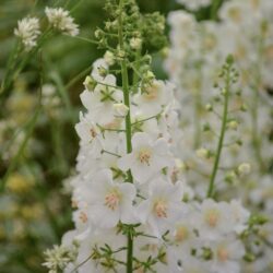 Verbascum phoeniceum Flush of White