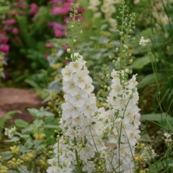 Verbascum phoeniceum Flush of White