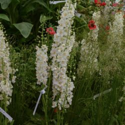 Verbascum phoeniceum Flush of White