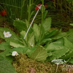 Verbascum phoeniceum Flush of White