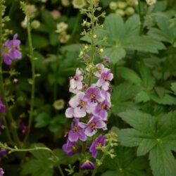 Verbascum phoeniceum Violetta