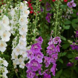 Verbascum phoeniceum Violetta