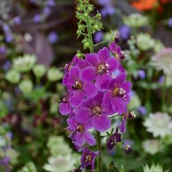 Verbascum phoeniceum Violetta