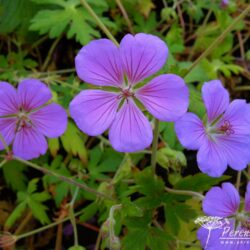 Geranium Blue Sunrise