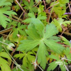 Geranium Blue Sunrise