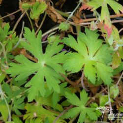 Geranium Blue Sunrise