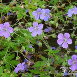 Geranium Blue Sunrise