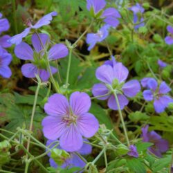 Geranium Blue Sunrise