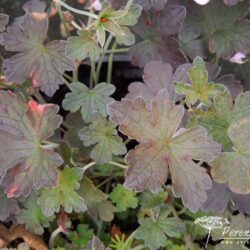 Geranium Dusky Crug