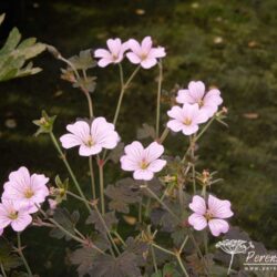 Geranium Dusky Crug