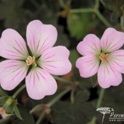 Geranium Dusky Crug