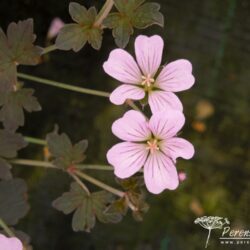 Geranium Dusky Crug