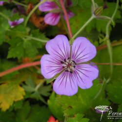 Geranium Havana Blues