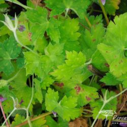 Geranium Havana Blues