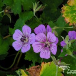 Geranium Havana Blues